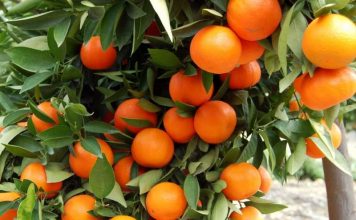 Eurostat: Shqipëria e shtata në Europë për prodhimin e portokalleve, ia kaloi Francës