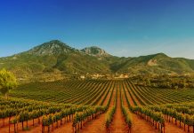 Media franceze: Shqipëria, një nga prodhueset më të vjetra të verës në Europë