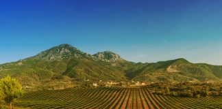 Media franceze: Shqipëria, një nga prodhueset më të vjetra të verës në Europë