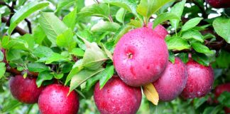 Studimi i ri shkencor: Ja pse mollët dhe luleshtrydhet ju zgjasin jetën