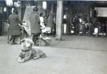 Hachiko, simboli i besnikërisë së përjetshme