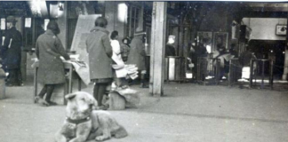 Hachiko, simboli i besnikërisë së përjetshme