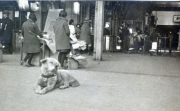 Hachiko, simboli i besnikërisë së përjetshme