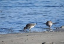 Gjelëza e madhe (Calidris canutus) fut në hartën e dimërimit të saj edhe Shqipërinë.
