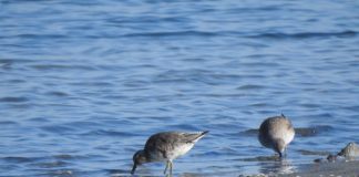 Gjelëza e madhe (Calidris canutus) fut në hartën e dimërimit të saj edhe Shqipërinë.