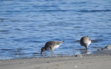 Gjelëza e madhe (Calidris canutus) fut në hartën e dimërimit të saj edhe Shqipërinë.