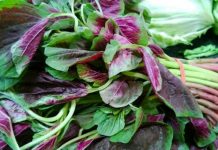 Hekur, vitamina dhe minerale/ Spinaqi i kuq, barishtja e mrekullueshme për organizmin