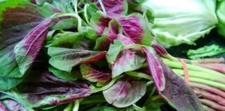 Hekur, vitamina dhe minerale/ Spinaqi i kuq, barishtja e mrekullueshme për organizmin