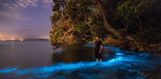 Fenomeni i rrallë/ Laguna blu spektakolare e Auckland ku uji bëhet fosforeshent