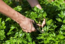 Kura që ju duhet për pastrimin rrënjësor të veshkave