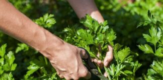 Kura që ju duhet për pastrimin rrënjësor të veshkave