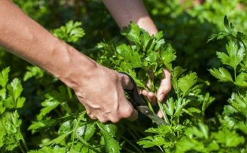 Kura që ju duhet për pastrimin rrënjësor të veshkave