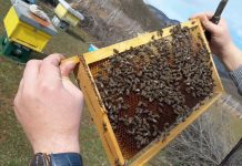 Pse bletët janë zyrtarisht si ‘Qeniet më të rëndësishme në tokë’ për njerëzimin