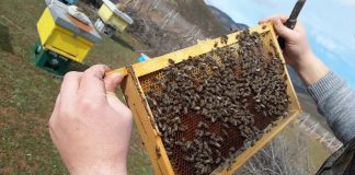 Pse bletët janë zyrtarisht si ‘Qeniet më të rëndësishme në tokë’ për njerëzimin