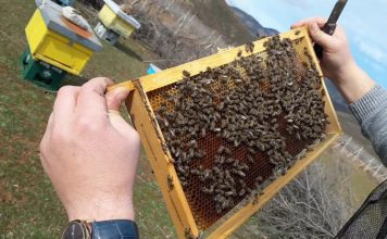 Pse bletët janë zyrtarisht si ‘Qeniet më të rëndësishme në tokë’ për njerëzimin
