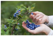 Projekti/ ‘Mollë e boronica në stacionin e autobusit’, pemë frutore në të gjithë qytetin