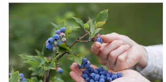 Projekti/ ‘Mollë e boronica në stacionin e autobusit’, pemë frutore në të gjithë qytetin