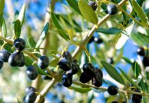 Gjethet e ullirit/ Mënyrat e përdorimit për shëndetin e zemrës dhe të trurit