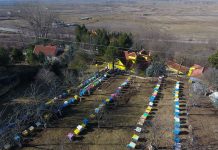 Njihuni me fermën më të madhe të mjaltit në Rajon, ndodhet në Shqipëri (FOTO)