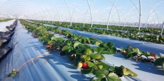 Zëvendësimi i plastmasit në serrat diellore/ Qeveria subvencionon fermerët 300 mijë lekë /ha