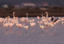 5 vendet ku mund të vrojtoni shpendët në Shqipëri