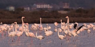 5 vendet ku mund të vrojtoni shpendët në Shqipëri