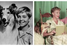 Lesi, historia e qenushes plot aventura që mahniti fëmijët e botës (VIDEO)