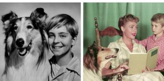 Lesi, historia e qenushes plot aventura që mahniti fëmijët e botës (VIDEO)