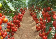 Bum në Bujqësi/ Fermerët shqiptarë, mbi 300 milionë euro eksporte në 2019