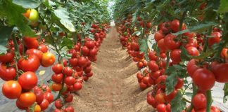 Bum në Bujqësi/ Fermerët shqiptarë, mbi 300 milionë euro eksporte në 2019