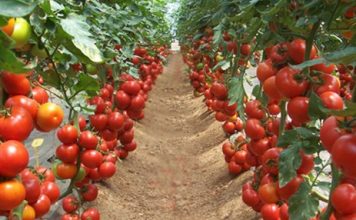 Bum në Bujqësi/ Fermerët shqiptarë, mbi 300 milionë euro eksporte në 2019