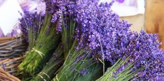 Mjekësore dhe aromatike, njihuni me 24 bimët magjike të tokës shqiptare