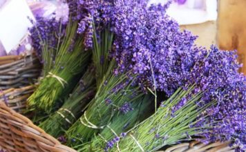 Mjekësore dhe aromatike, njihuni me 24 bimët magjike të tokës shqiptare