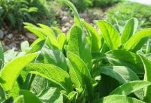 Fermerët që mbjellin bimë mjekësore do subvencionohen deri në 1 milion lekë