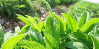 Fermerët që mbjellin bimë mjekësore do subvencionohen deri në 1 milion lekë