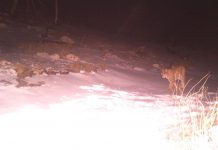 Munella nuk zhgënjen, fotografohet rreqebulli më i veçantë në botë (FOTOT)