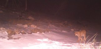 Munella nuk zhgënjen, fotografohet rreqebulli më i veçantë në botë (FOTOT)