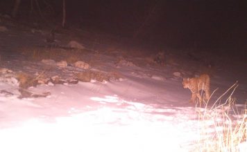 Munella nuk zhgënjen, fotografohet rreqebulli më i veçantë në botë (FOTOT)