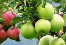 Të kuqe apo jeshile? Mollë herët në mëngjes, për të nisur ditën shëndetshëm