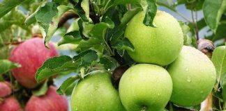 Të kuqe apo jeshile? Mollë herët në mëngjes, për të nisur ditën shëndetshëm