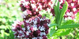 Kura natyrale me rigon të kuq për pastrimin e rrugëve të frymëmarrjes