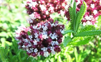 Kura natyrale me rigon të kuq për pastrimin e rrugëve të frymëmarrjes