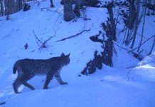 E treta në Ballkan, zbulohet një familje e rrallë rrëqebujsh në Shqipëri (FOTOT)