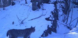 E treta në Ballkan, zbulohet një familje e rrallë rrëqebujsh në Shqipëri (FOTOT)