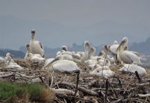 Pelikani kaçurrel në Divjakë-Karavasta/ Regjistrohen 85 çifte, shifra më e lartë në 40 vite