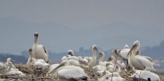 Pelikani kaçurrel në Divjakë-Karavasta/ Regjistrohen 85 çifte, shifra më e lartë në 40 vite