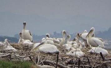Pelikani kaçurrel në Divjakë-Karavasta/ Regjistrohen 85 çifte, shifra më e lartë në 40 vite