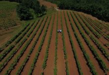 Fondi 744 milionë lekë për fermerët, ja 4 hapat si të aplikoni në e-Albania