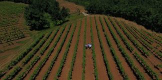 Fondi 744 milionë lekë për fermerët, ja 4 hapat si të aplikoni në e-Albania