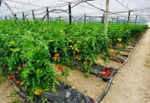 Njihuni me fermerin nga Patosi që eksporton për tregun e Danimarkës